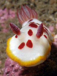 Chromodoris splendida, Bare Island by Doug Anderson 